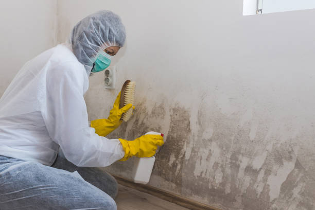 Best Attic Mold Removal  in Rossmoor, NJ
