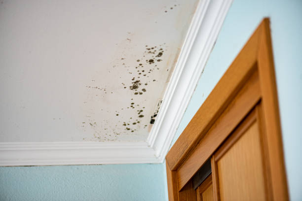 Best Mold Testing  in Rossmoor, NJ