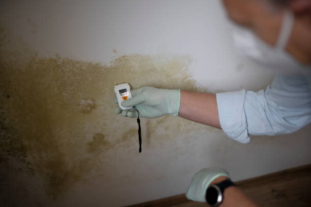 Best Same-Day Mold Removal  in Rossmoor, NJ