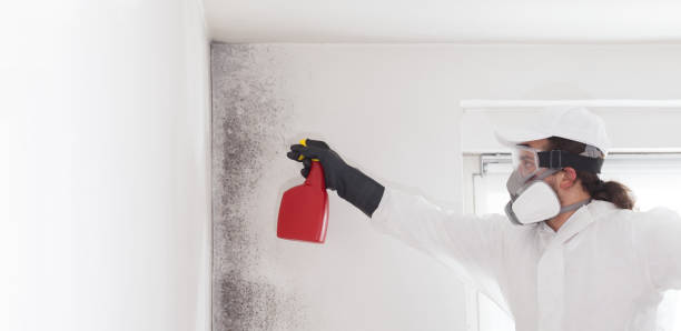 Rossmoor, NJ Mold Removal Company