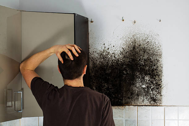 Best Best Mold Removal Companies  in Rossmoor, NJ